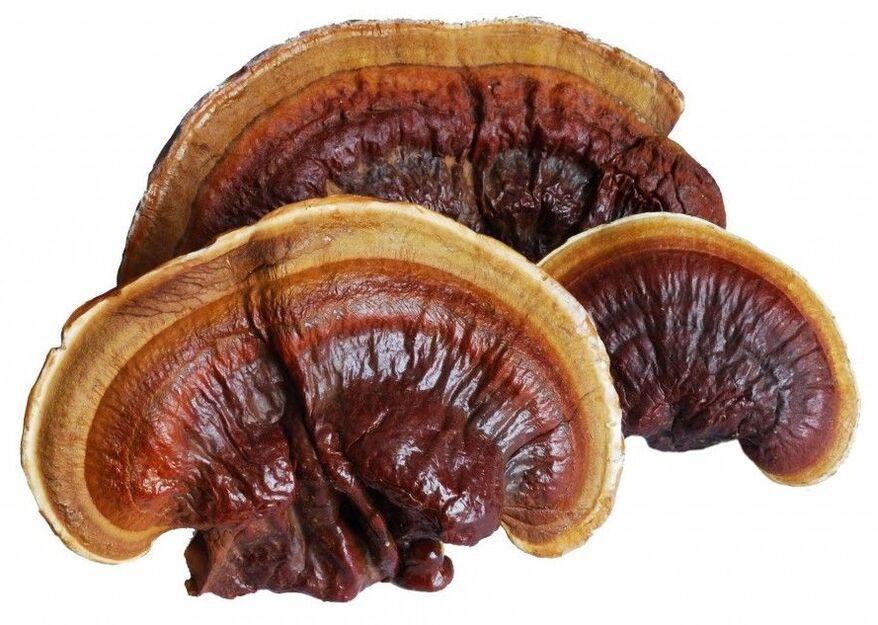 Το Magicoa περιέχει μανιτάρι reishi